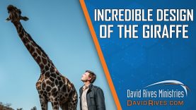 The-Incredible-Design-of-the-Giraffe-David-Rives-attachment
